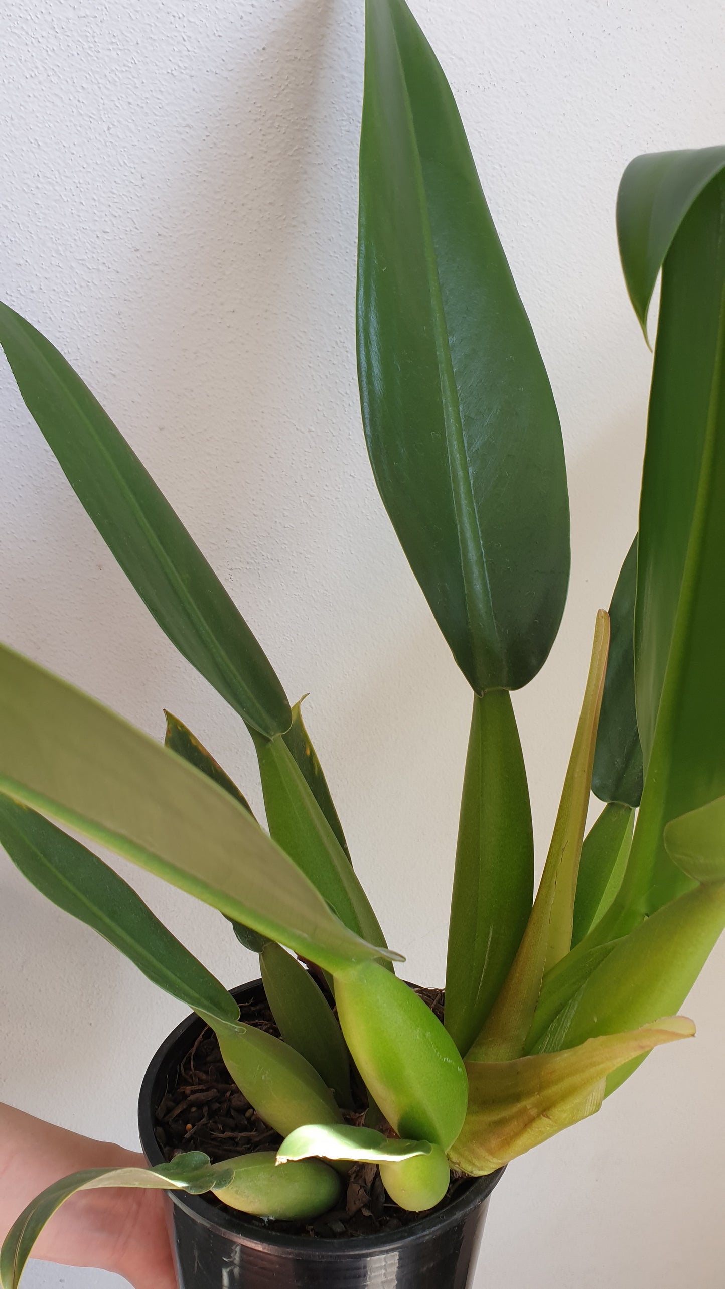 Philodendron Fat Boy - Large