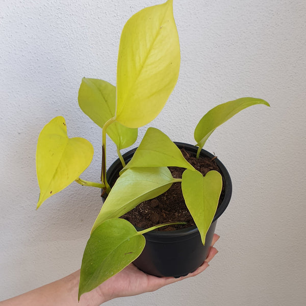 Neon Pothos - medium
