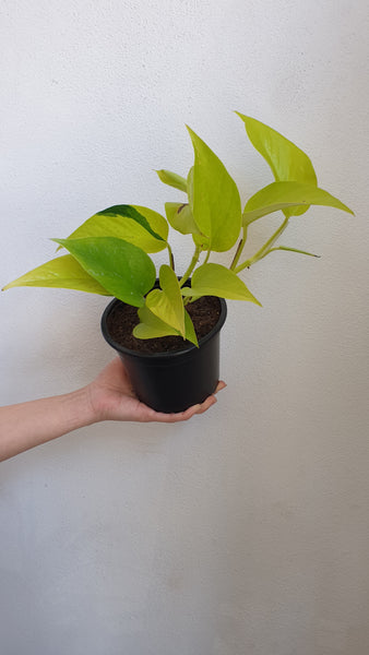 Neon Pothos - medium