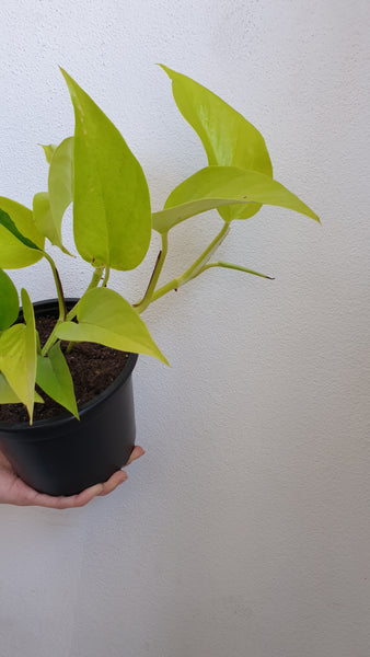Neon Pothos - medium