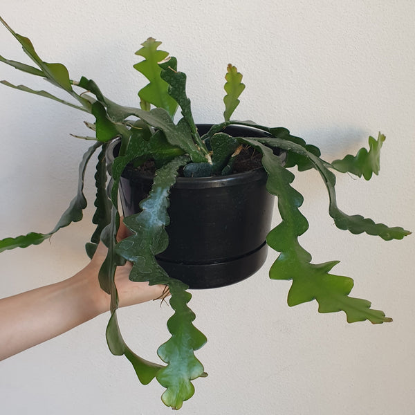 Fishbone Cactus