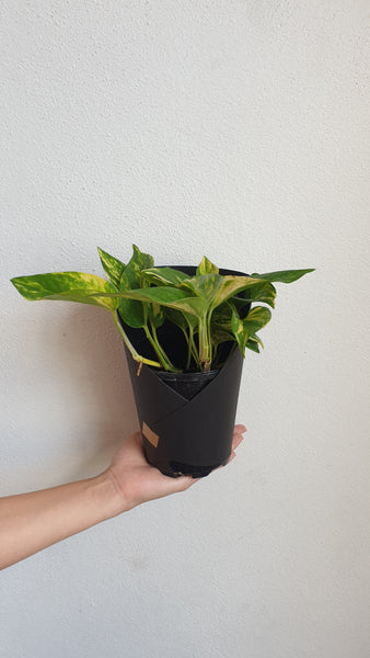 Golden Pothos - Small