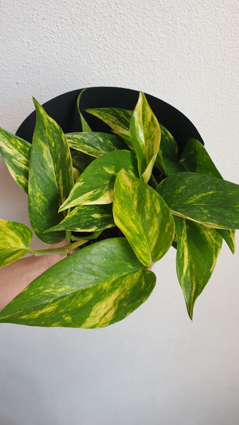 Golden Pothos - Small