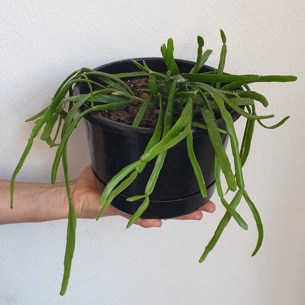 Flat Leaf Rhipsalis