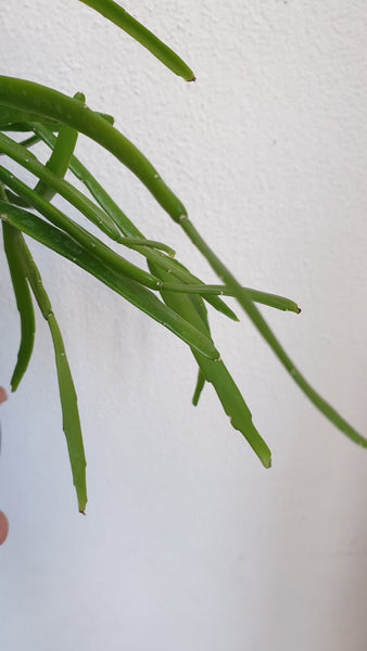 Flat Leaf Rhipsalis