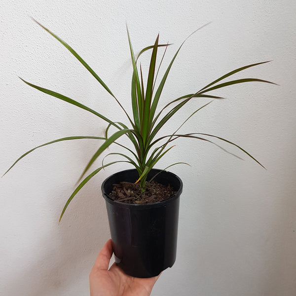 Dracaena Marginata -  Small