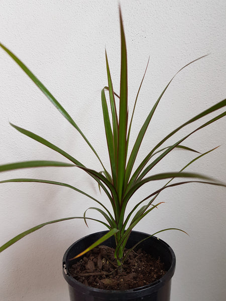 Dracaena Marginata -  Small