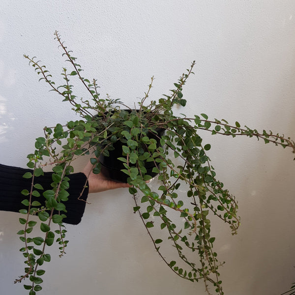 Columnea Stavenger