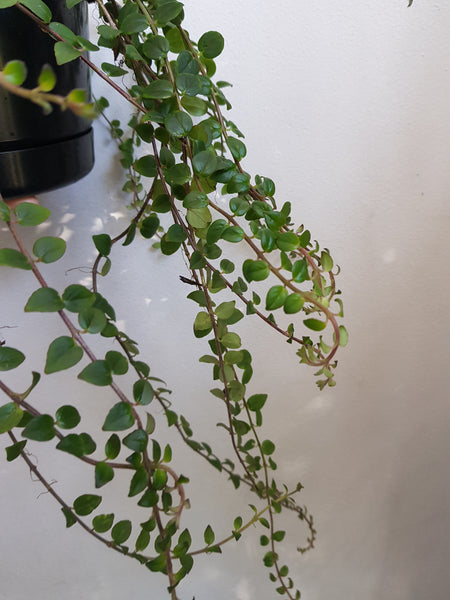 Columnea Stavenger