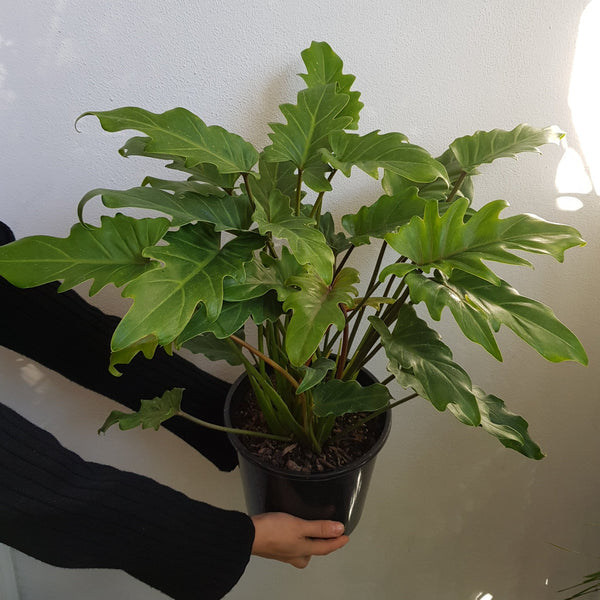 Philodendron Xanadu - Large