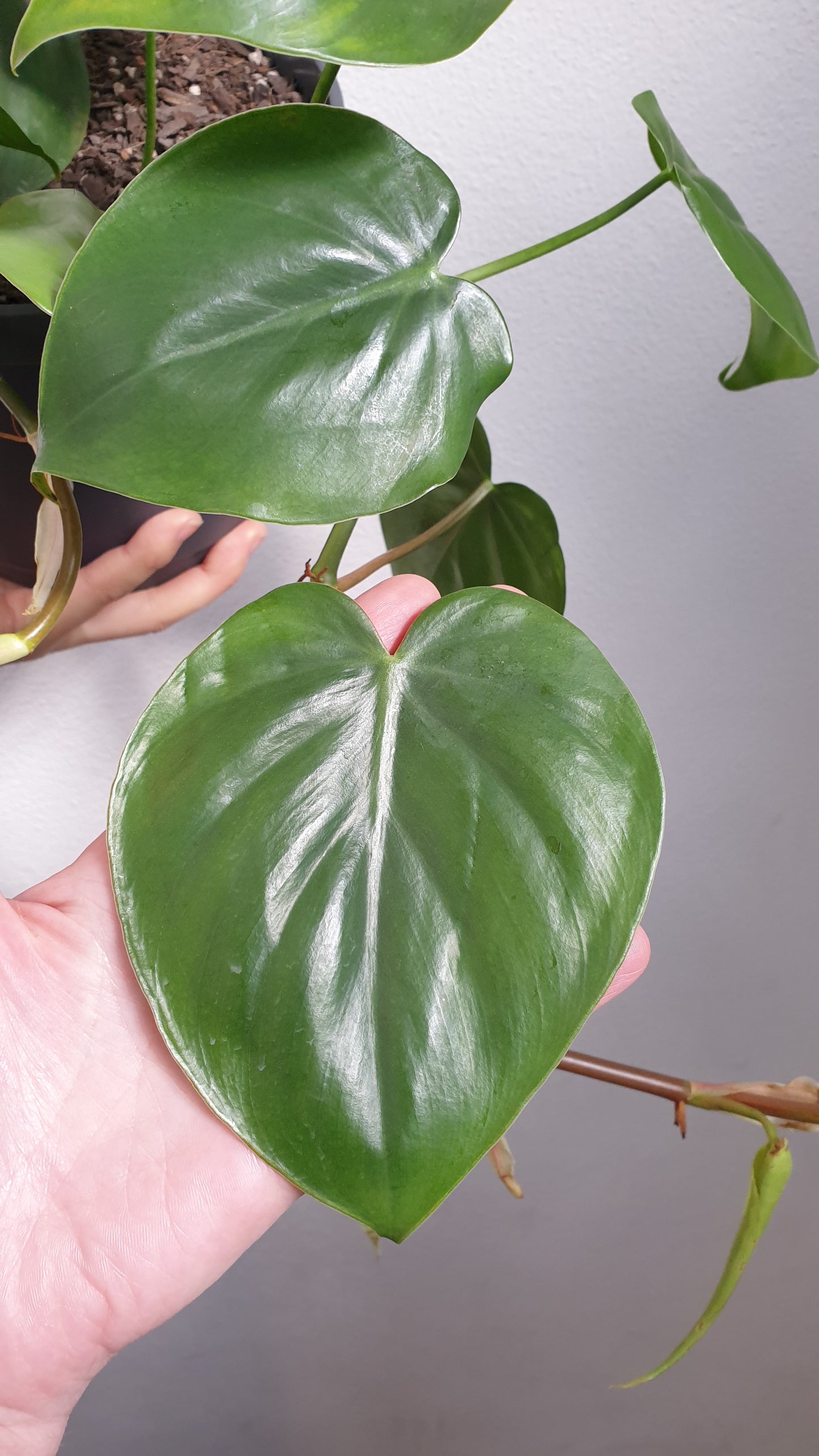 Heart Leaf Philodendron - Large