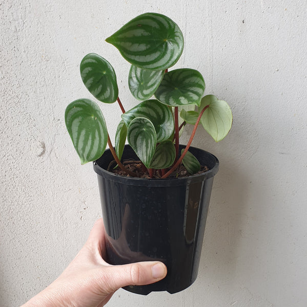 Watermelon Peperomia - Small leaf