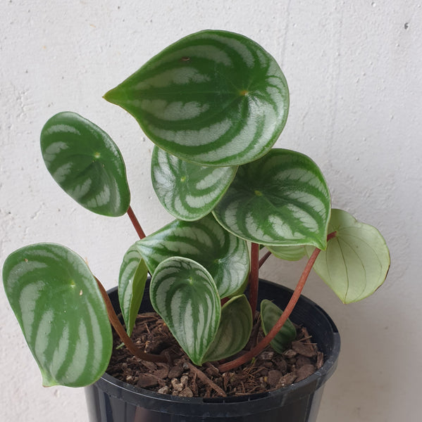 Watermelon Peperomia - Small leaf