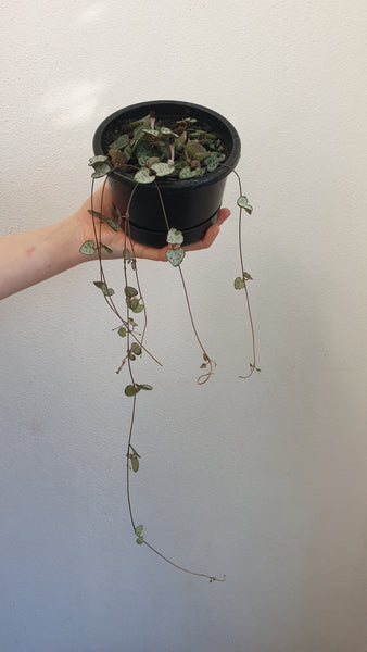 Chain of Hearts