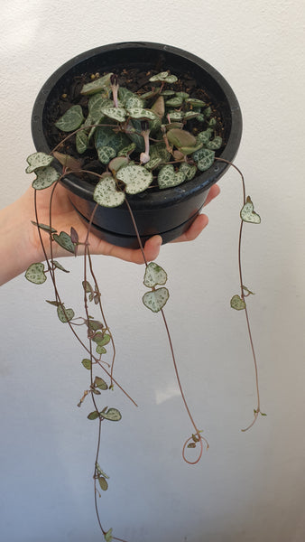 Chain of Hearts