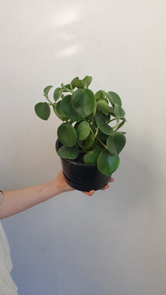 Peperomia Incana - large