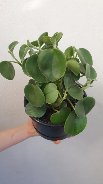 Peperomia Incana - large