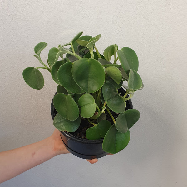 Peperomia Incana - large