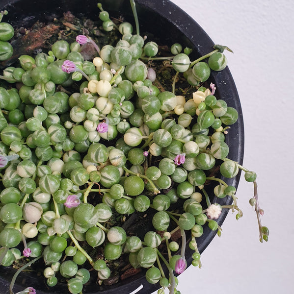 Variegated String of Pearls