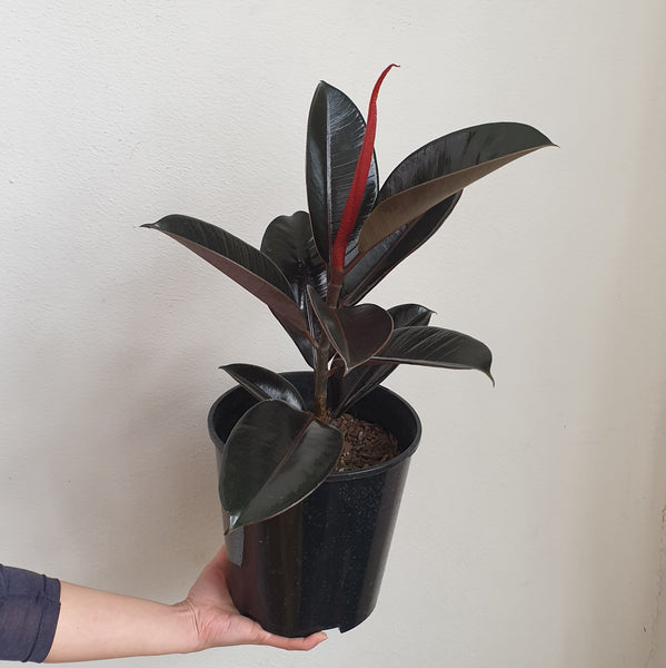 Ficus Black Knight - Medium
