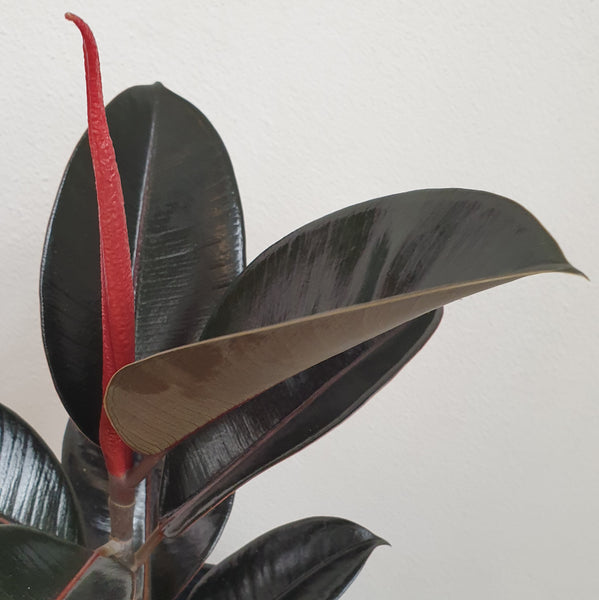 Ficus Black Knight - Medium