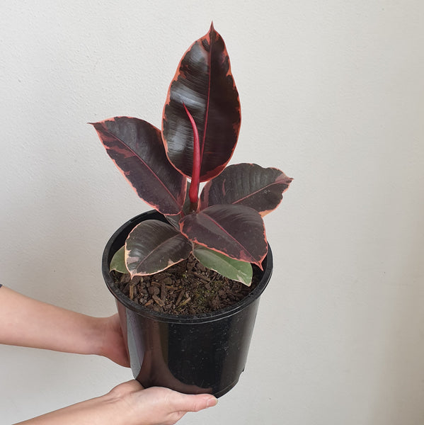 Ficus Ruby - Small