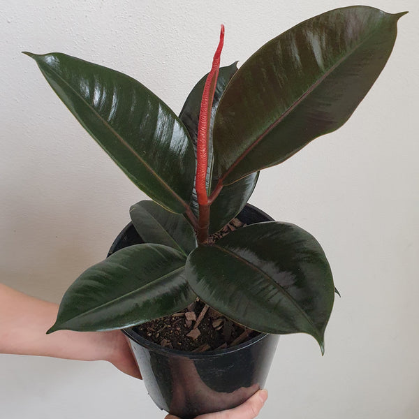 Rubber Plant - medium