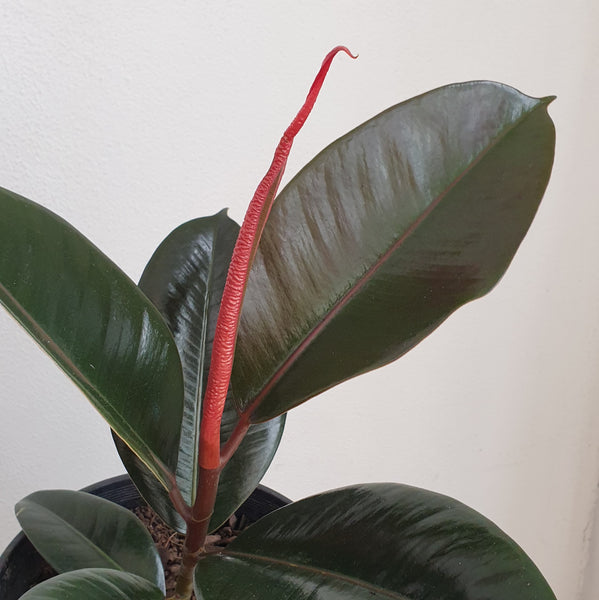Rubber Plant - medium