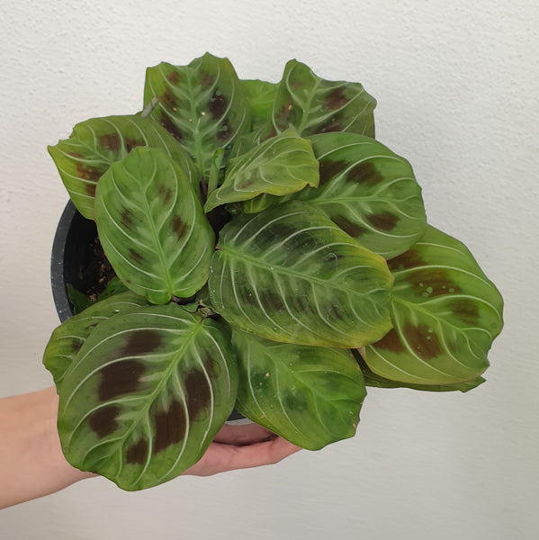 Maranata Prayer Plant  - Fishbone