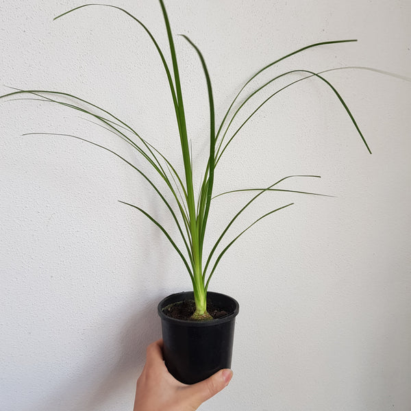 Ponytail Palm - Small