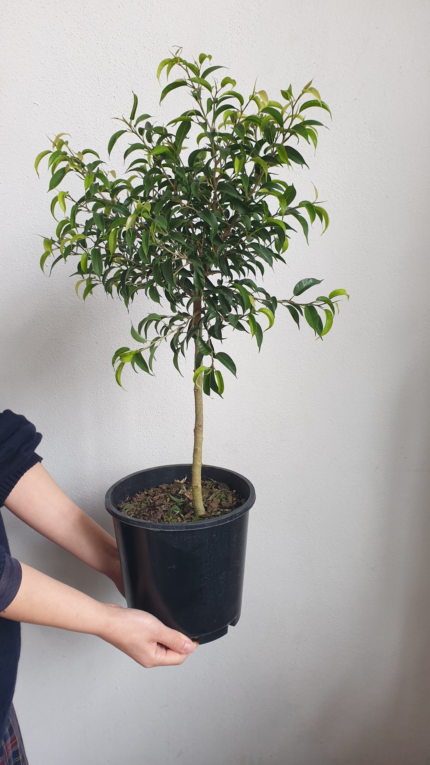 Ficus Baby Ben