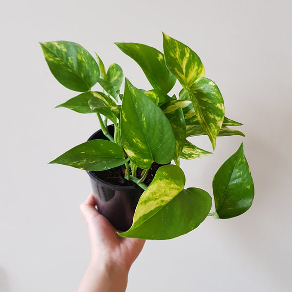 Golden Pothos - Medium