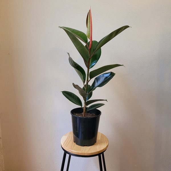 Rubber Plant - medium