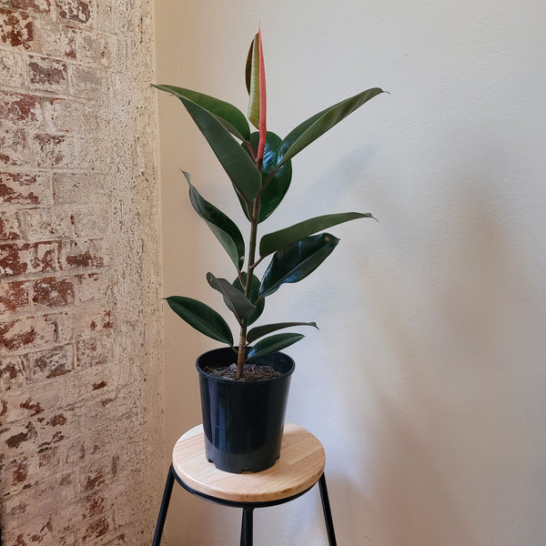 Rubber Plant - medium