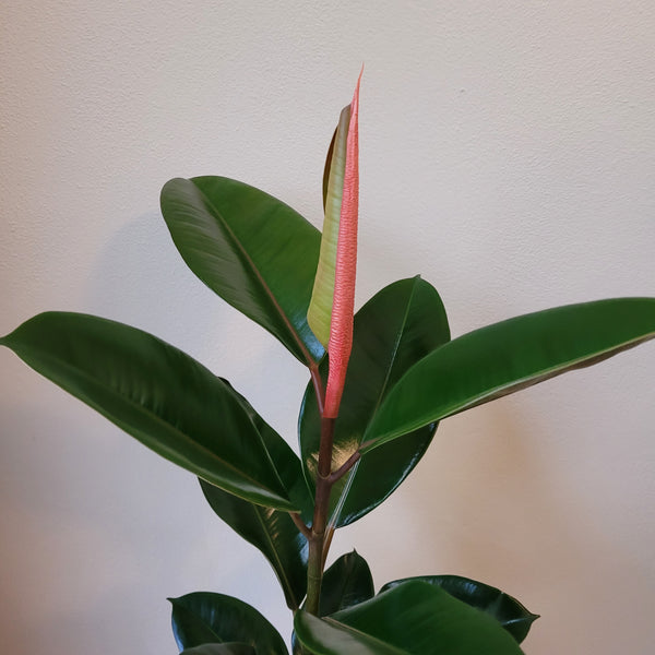 Rubber Plant - medium