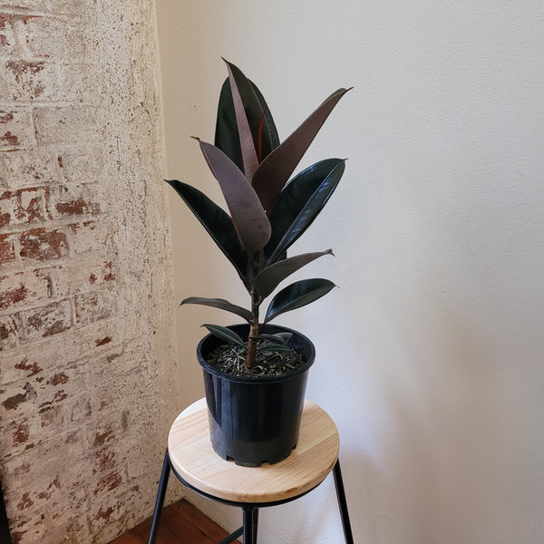Ficus Black Knight - Medium
