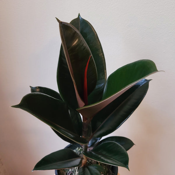 Ficus Black Knight - Medium