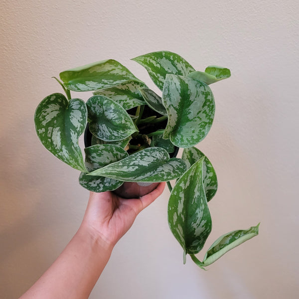 Satin Pothos Trebi