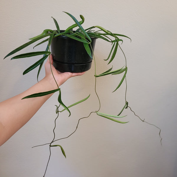 Hoya String Bean