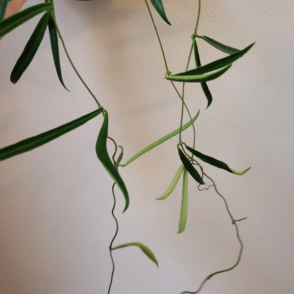 Hoya String Bean