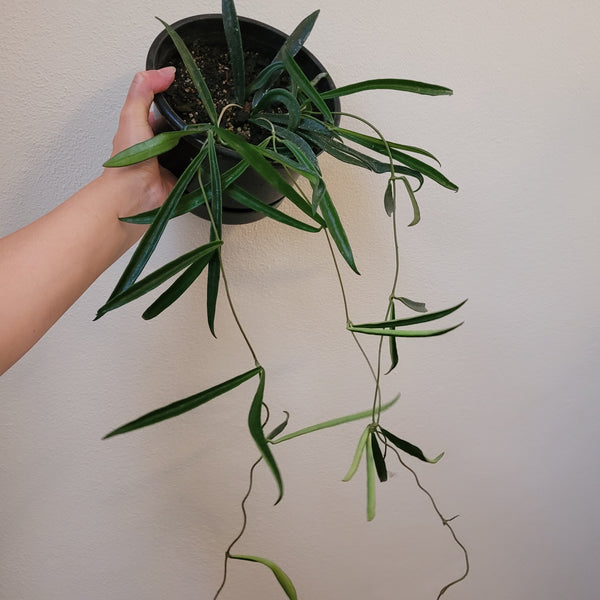 Hoya String Bean