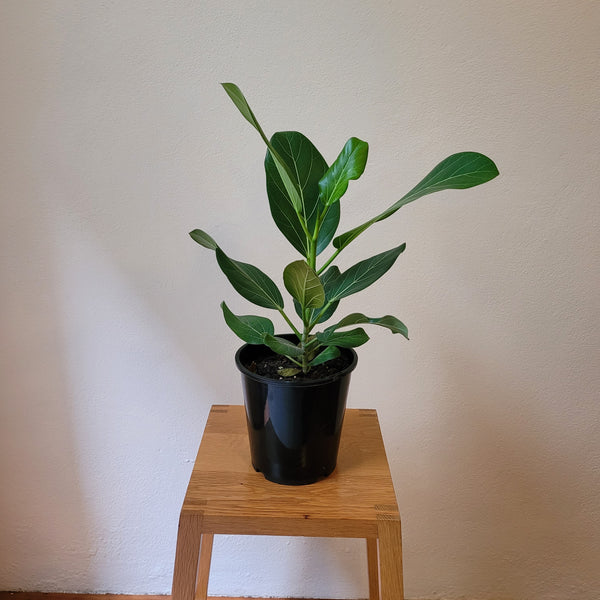 Ficus  "Audrey"