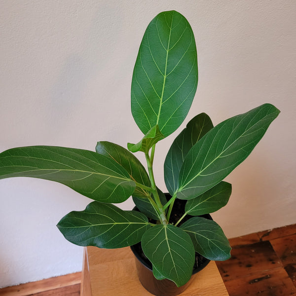 Ficus  "Audrey"