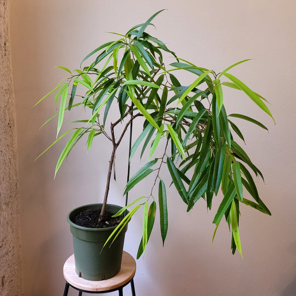 Ficus Amstel Queen  - Large
