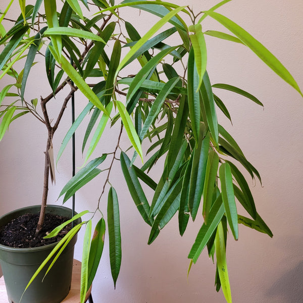 Ficus Amstel Queen  - Large
