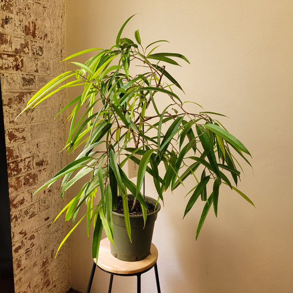 Ficus Amstel Queen  - Large