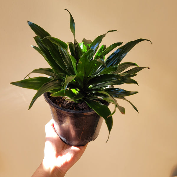Dracaena Janet Craig Compacta