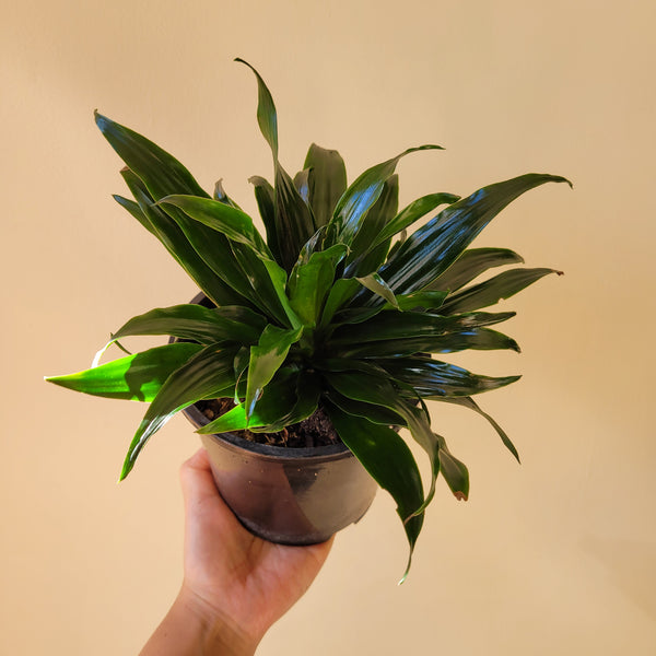Dracaena Janet Craig Compacta