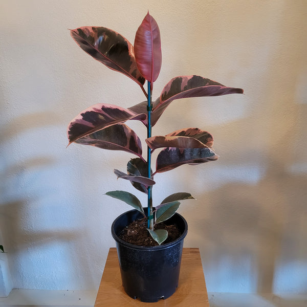 Ficus Ruby - Medium