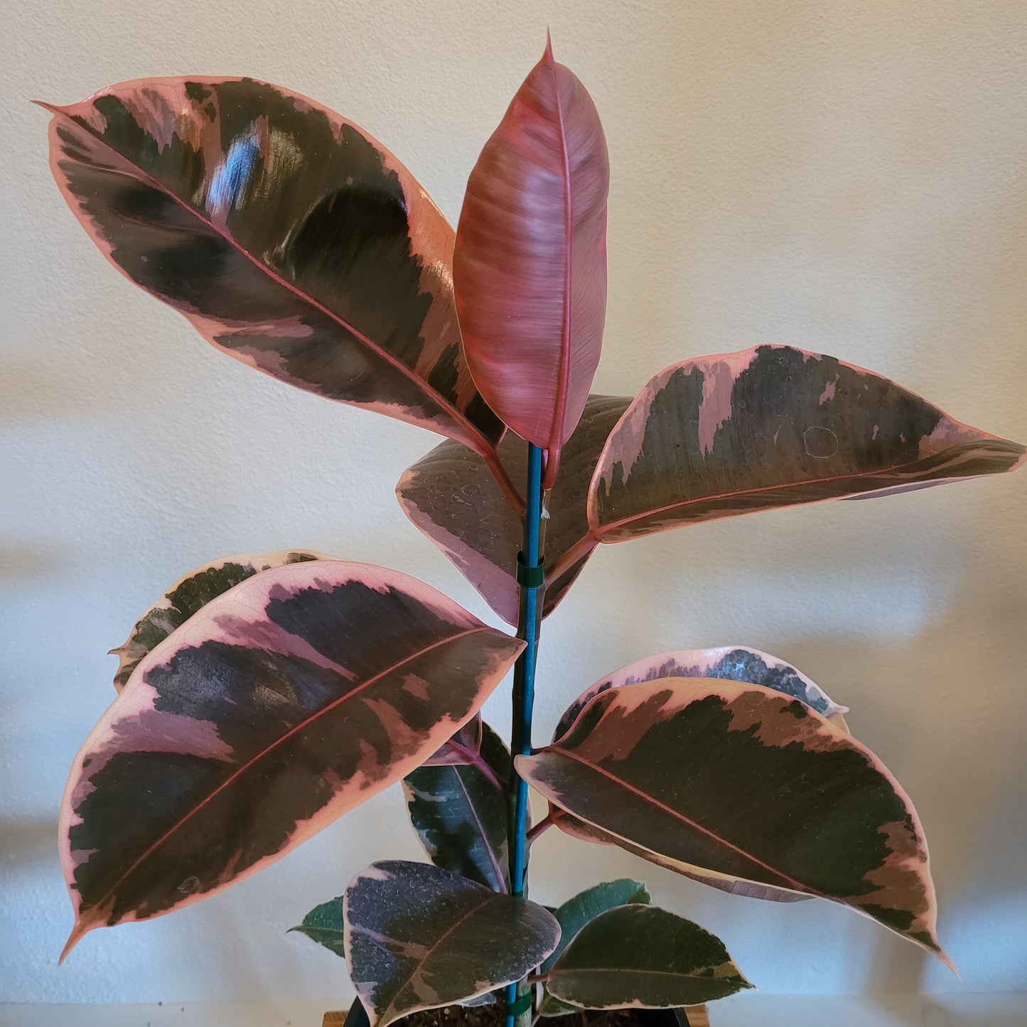 Ficus Ruby - Medium